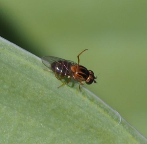 Thaumatomyia sp.